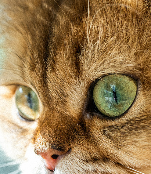 curiosidades de los ojos de los gatos